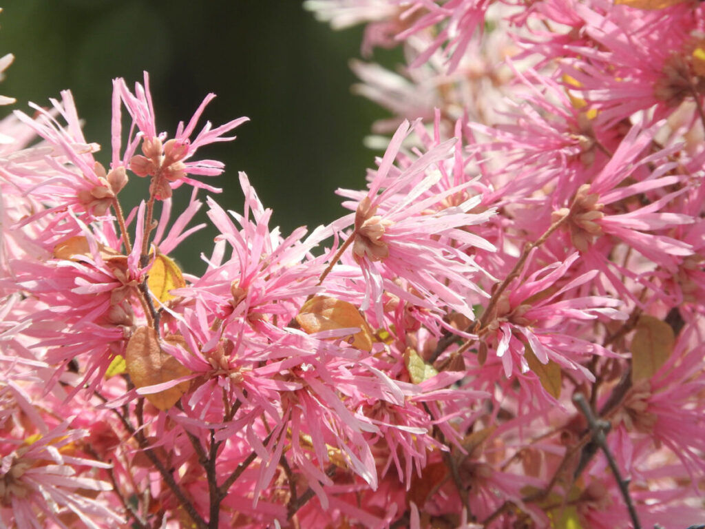 薄いピンクの花が咲いたトキワマンサク