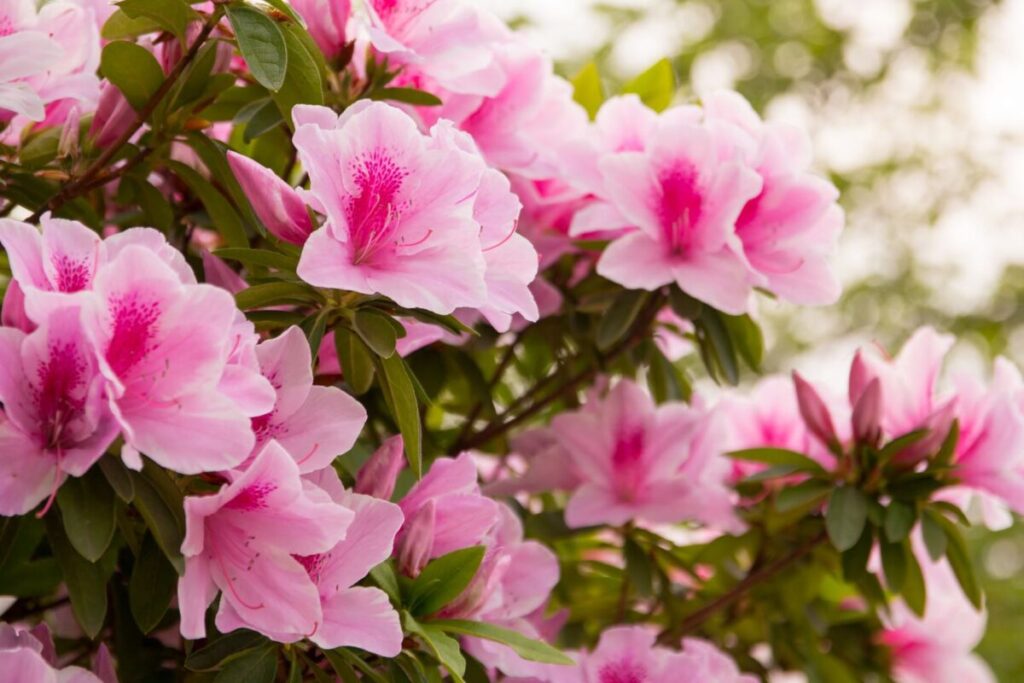 ピンクの花が咲いているつつじ