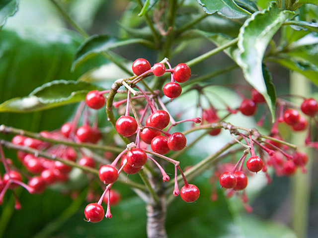 赤い実がなったマンリョウの木