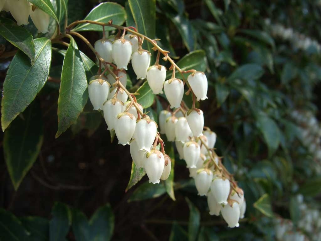 白い花が咲いたアセビの写真