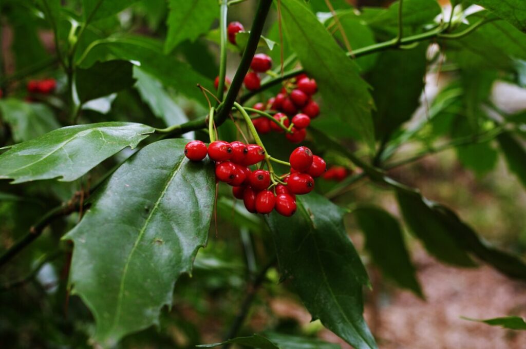 赤い実がなっているアオキの写真