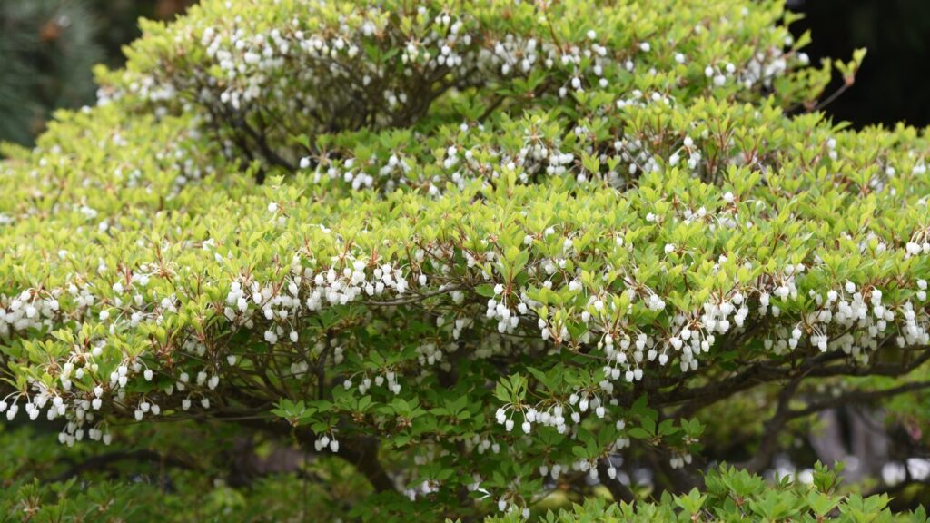 白い花が咲くどうだんつつじの成熟した木の写真