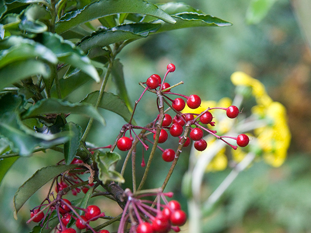 赤い実のマンリョウの写真