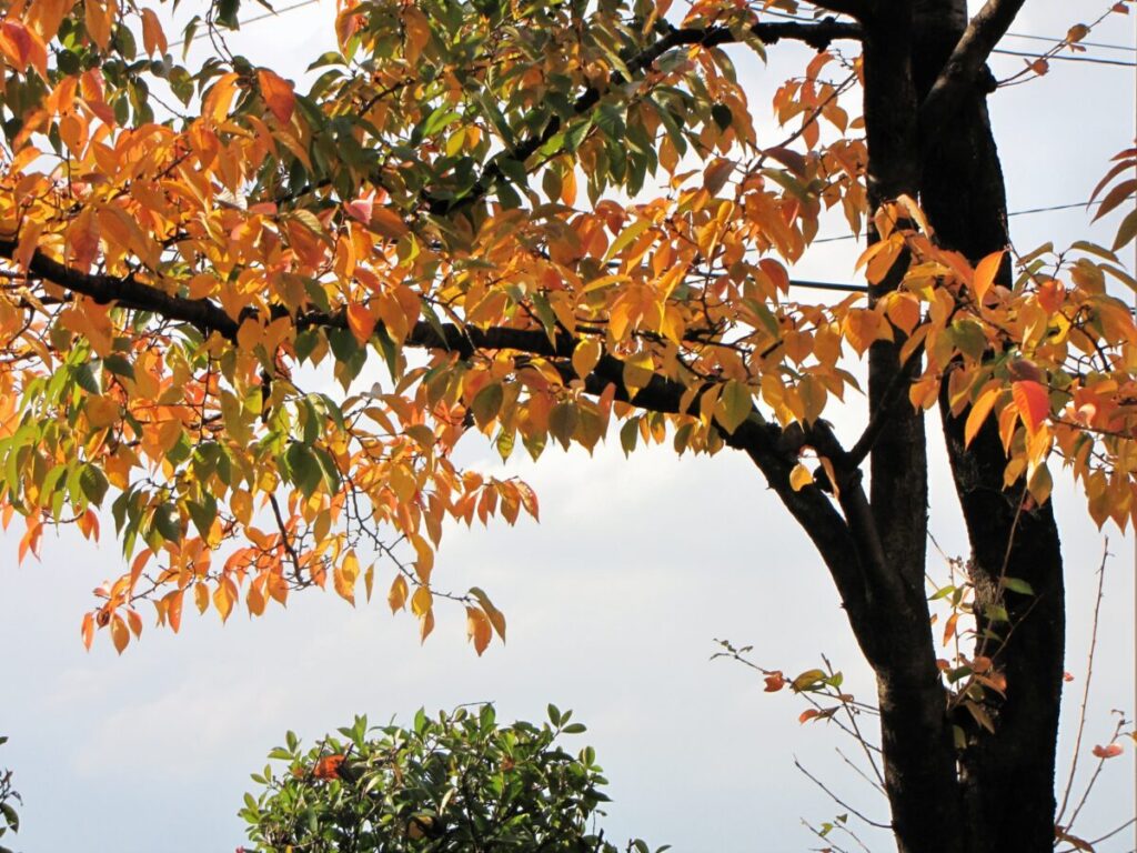 紅葉するソメイヨシノの画像