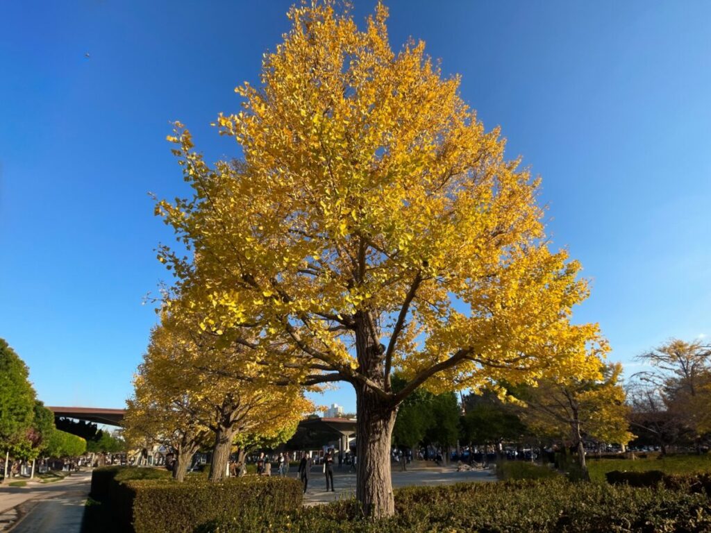 黄色く染まるプラタナスの写真