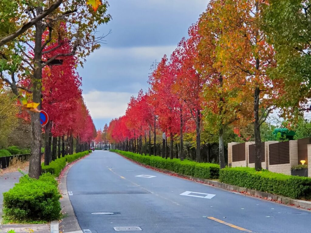 街路樹のモミジバフウの写真