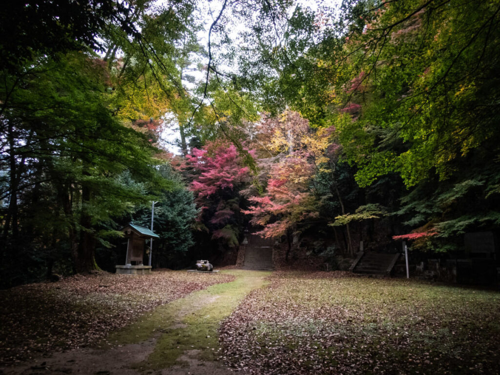 紅葉した公園の木々の写真