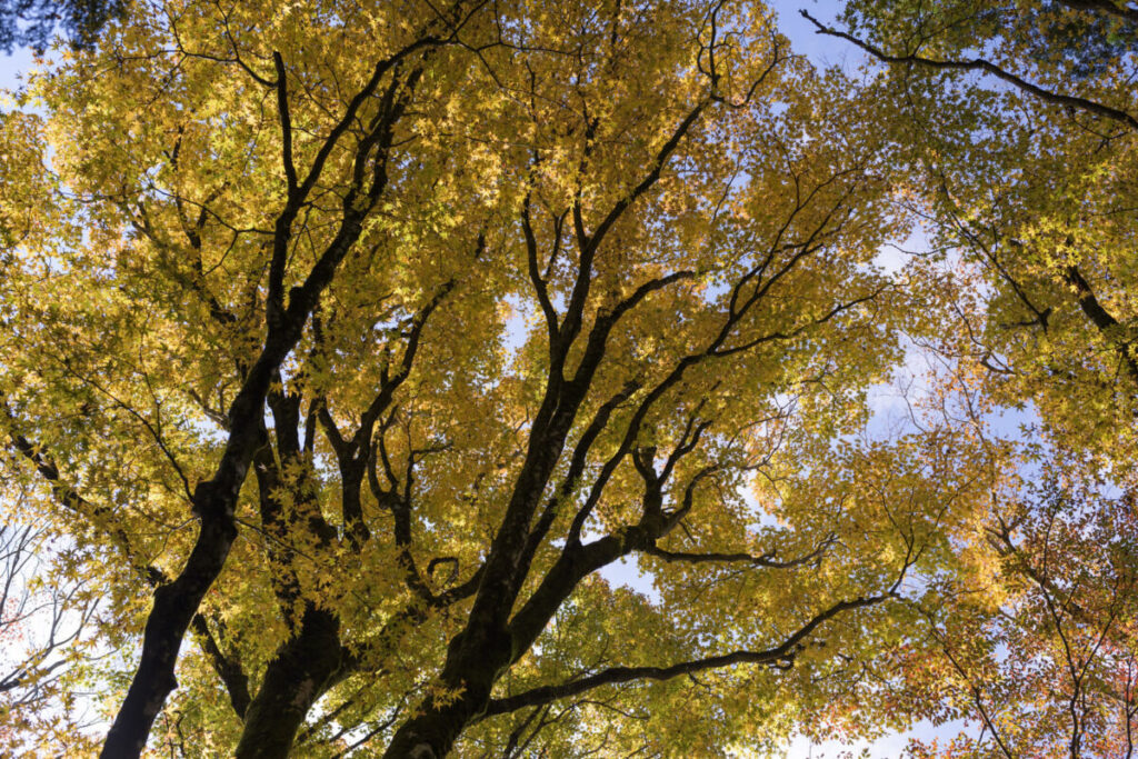 黄色く染まるブナの写真