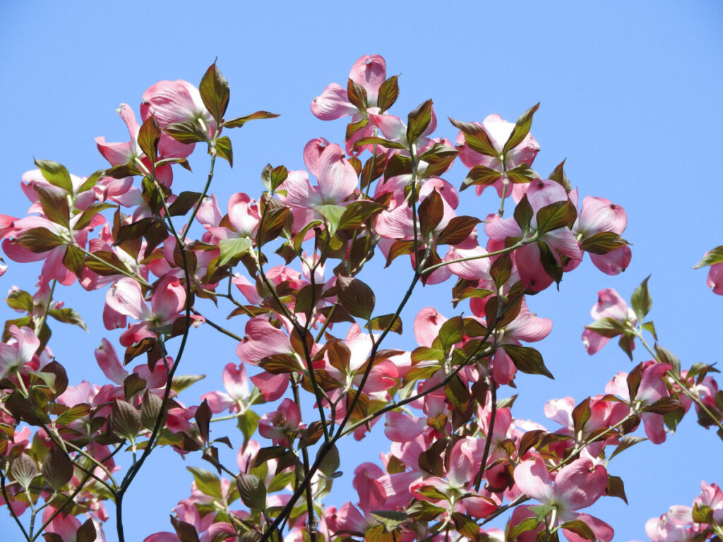 ピンクの花が咲いたハナミズキの写真