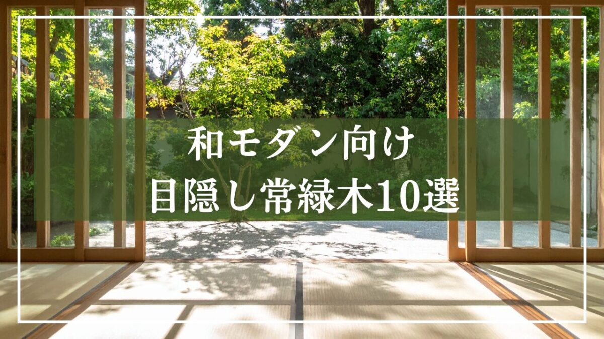 和モダンの家からソヨゴが生えた庭を映した画像に「和モダン向け目隠し常緑木10選と」解説文が書いてある