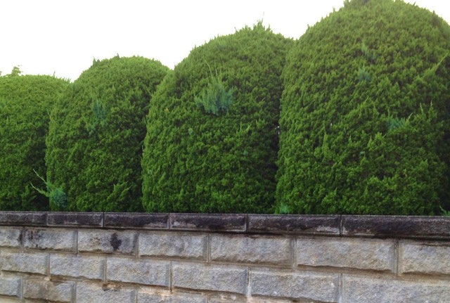 カイヅカイブキの画像