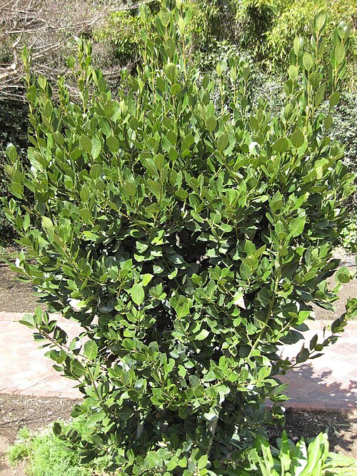 ゲッケイジュの写真