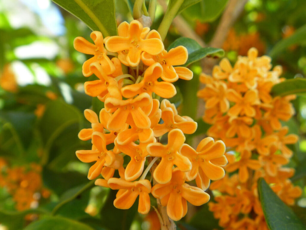 きんもくせいの写真