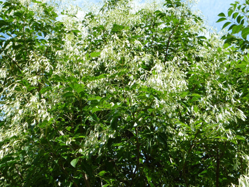 シマトネリコの写真