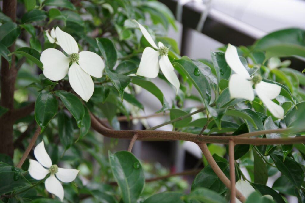 ヤマボウシの画像