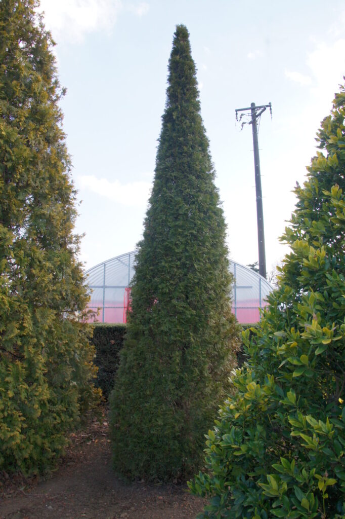 ユニファー系木の画像