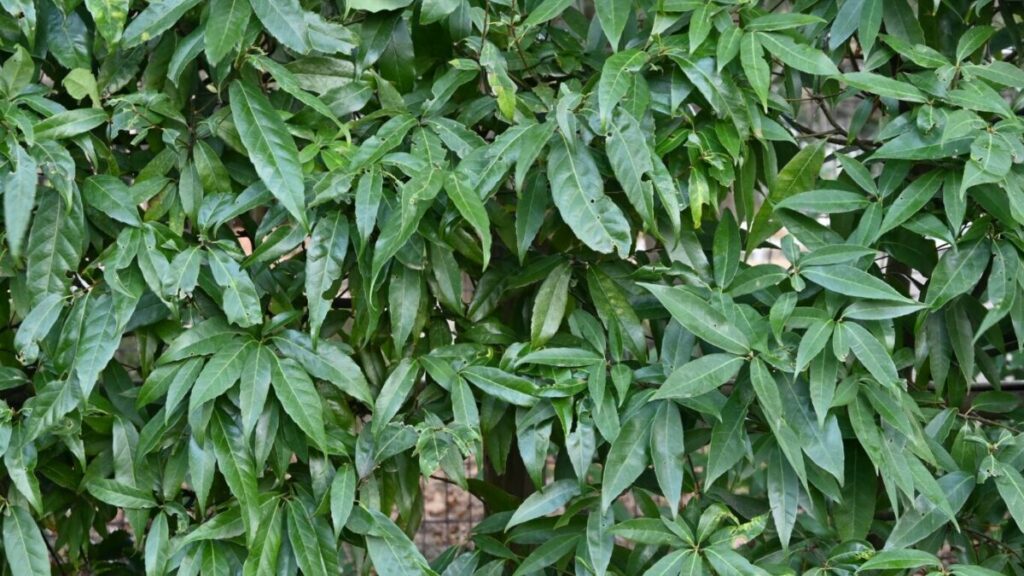 シラカシの生垣写真