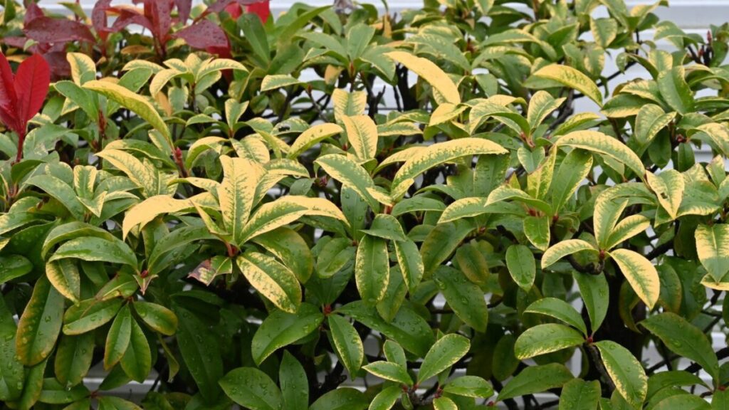 レッドロビンの生垣の写真