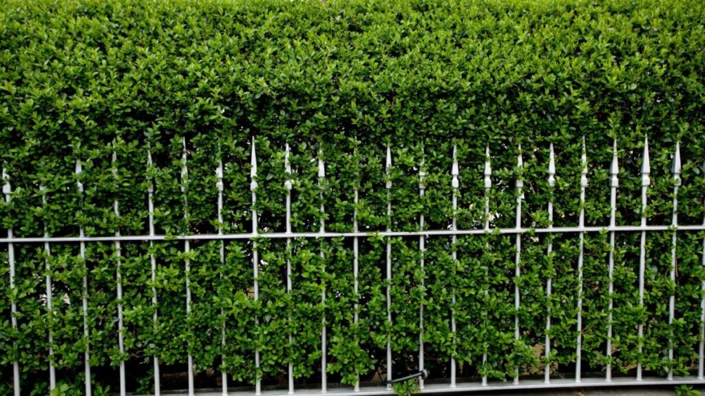 プリベットの写真