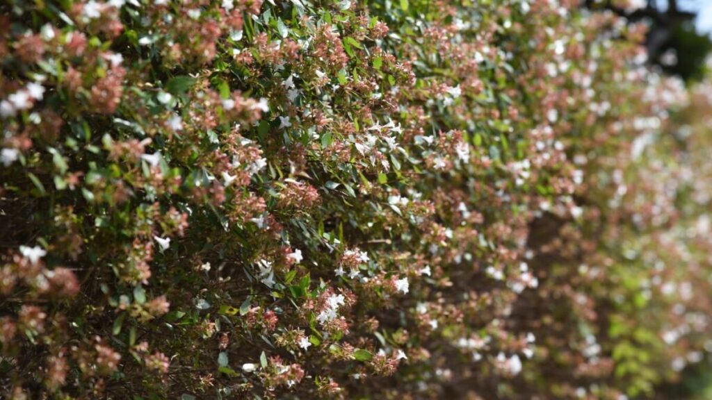 アベリアの写真