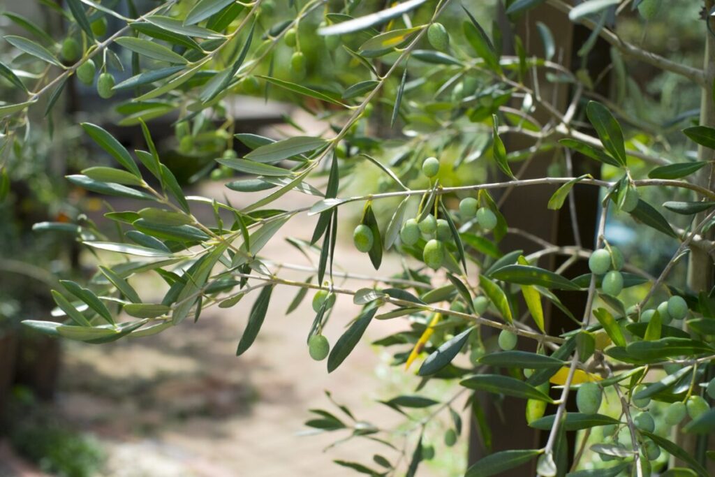 目隠しになっているオリーブの木
