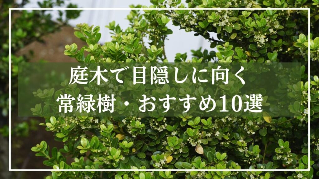 背景がヤマボウシで「庭木で目隠しのむく常緑樹・おすすめ10選」と見出し入り写真