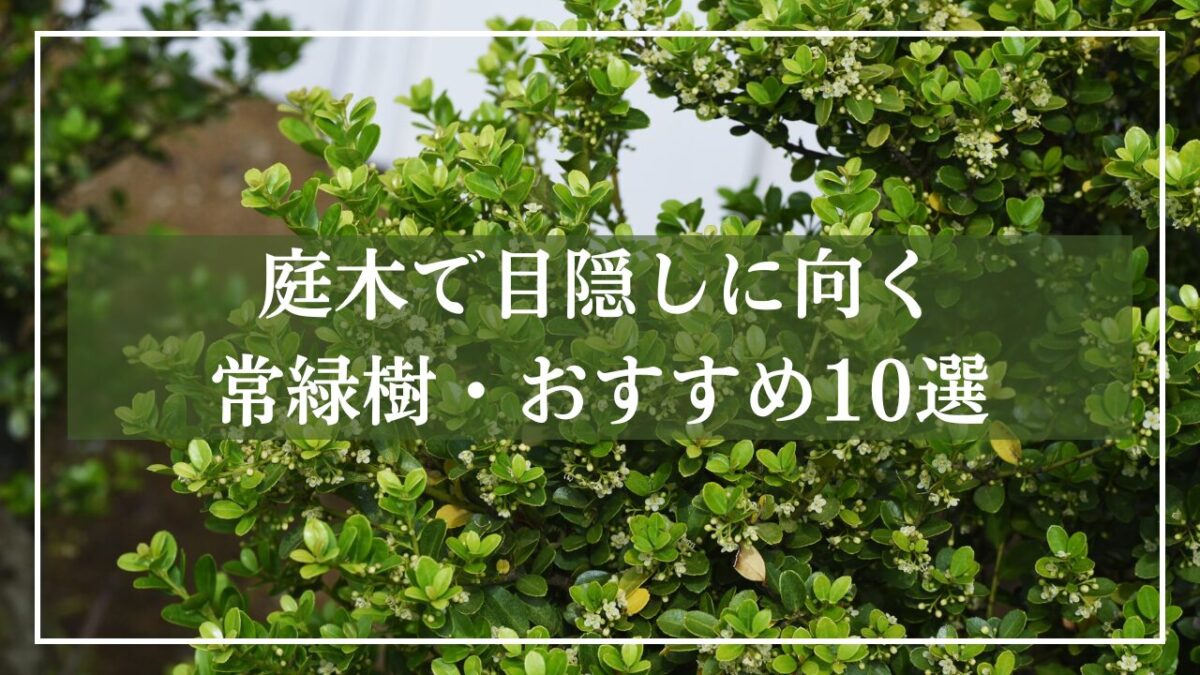 庭木で目隠しに向く常緑樹とは?和モダンに使いやすい10種と選び方 | 和の庭と暮らす