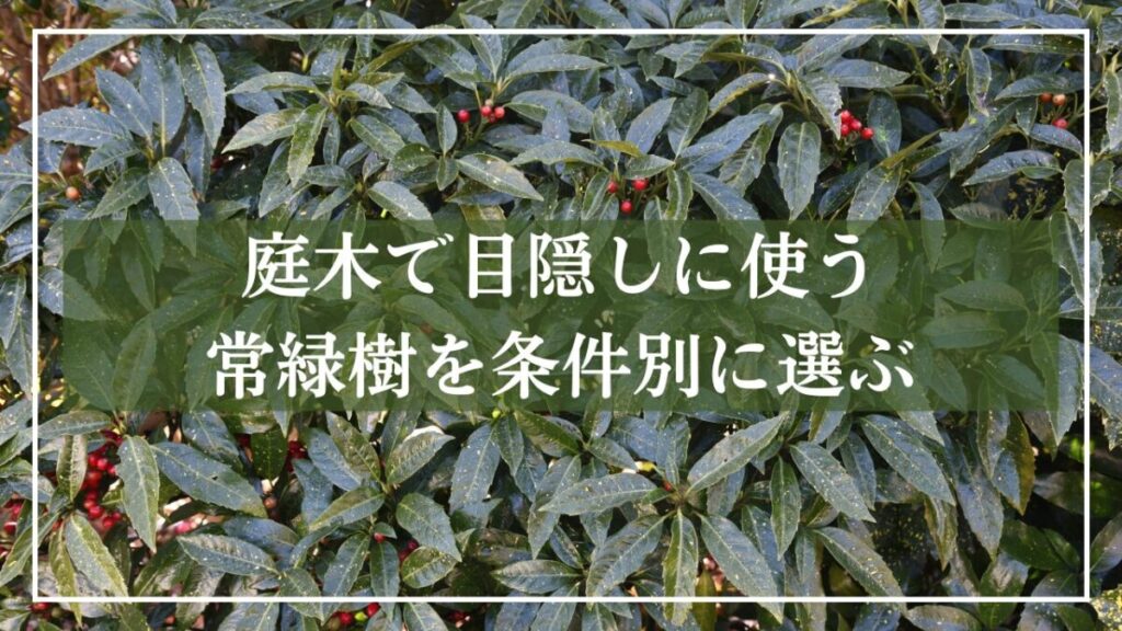 背景がアオキで「庭木で目隠しに使う常緑樹を条件別に選ぶ」と見出し入りの写真
