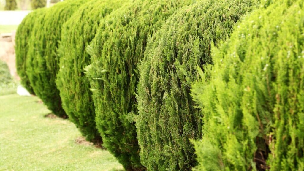 ユニファー系の庭木が列植された画像