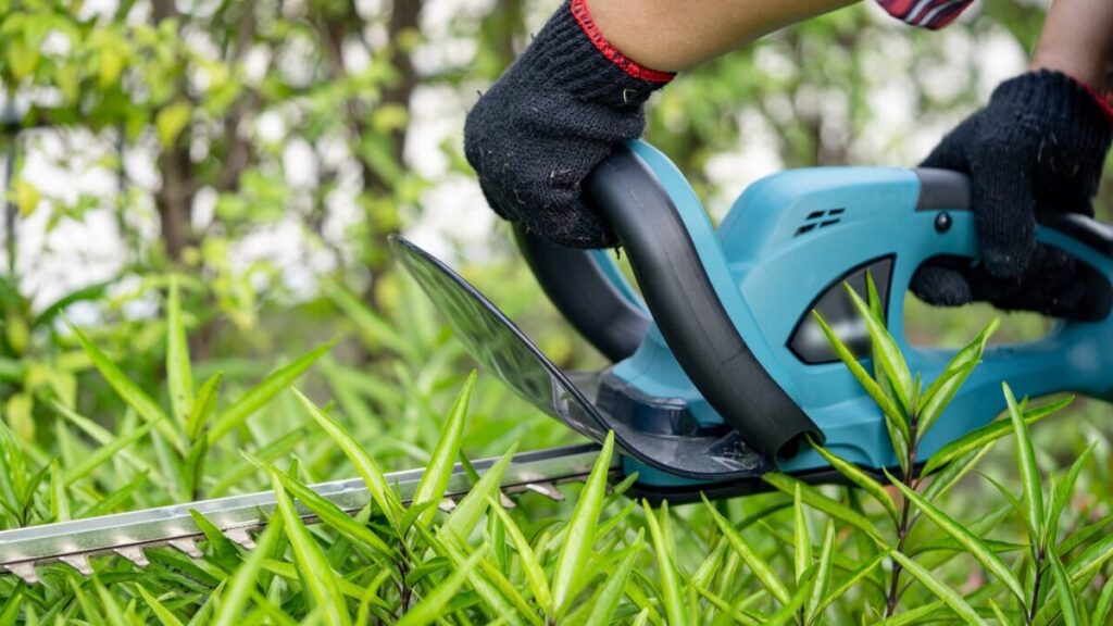 低木をバリカンで整えている写真