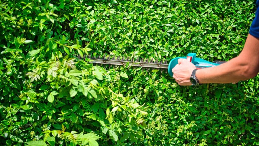 バリカンで植栽を整えている写真