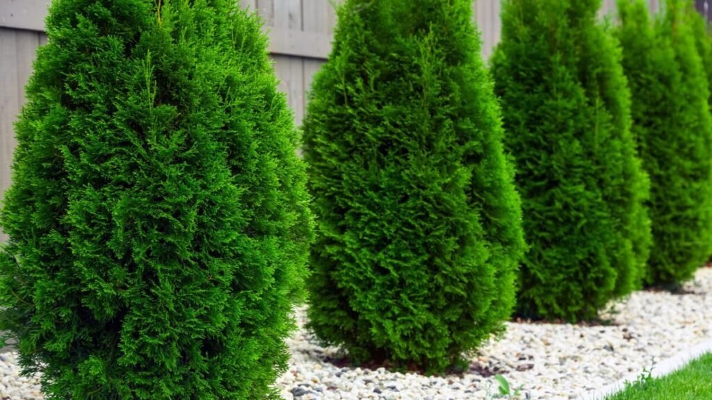 円錐形に整ったユニファー系の植栽写真