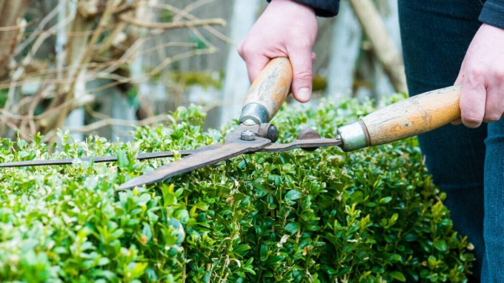 剪定ばさみで低い生垣を切っている写真