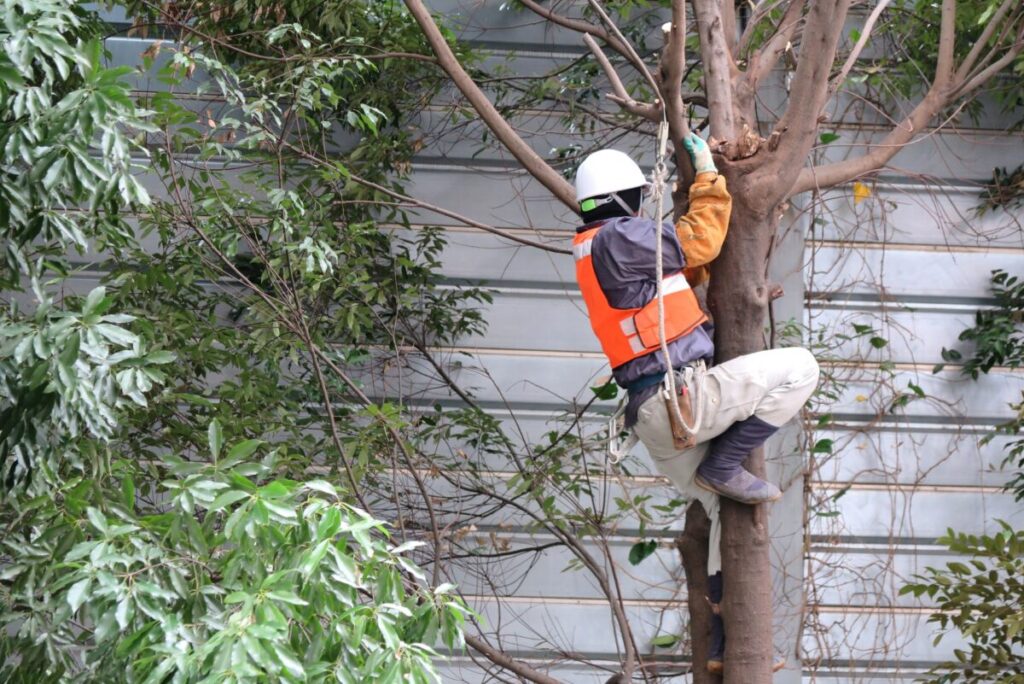 空師が木に登って作業している写真