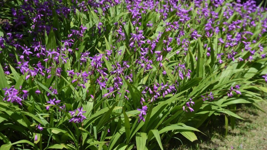 シランの花写真2