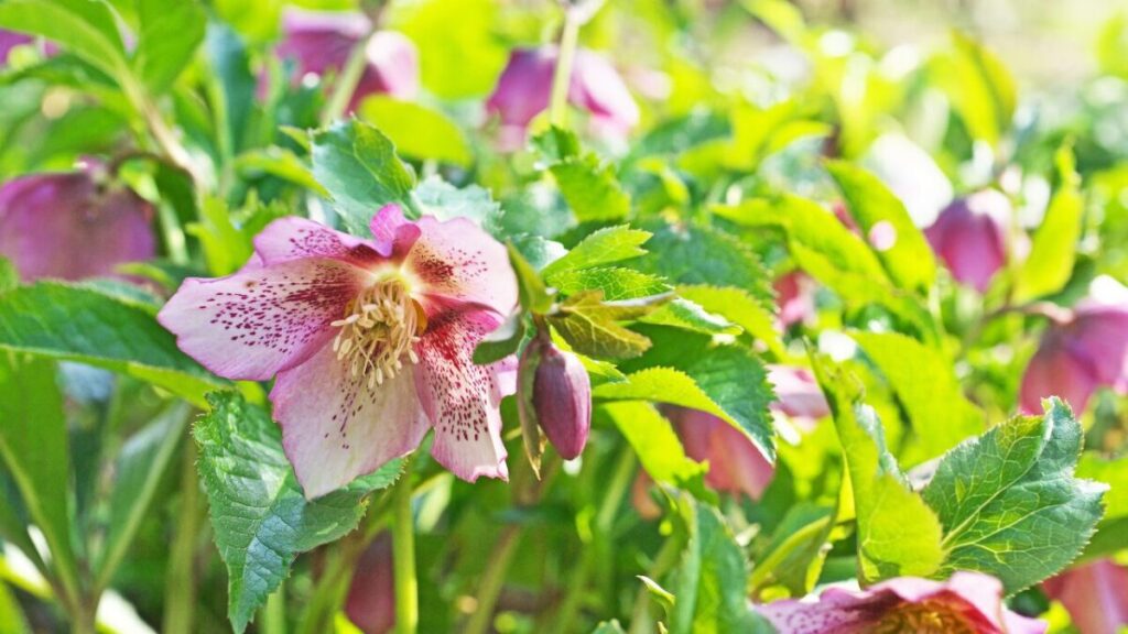 クリスマスローズの花の写真