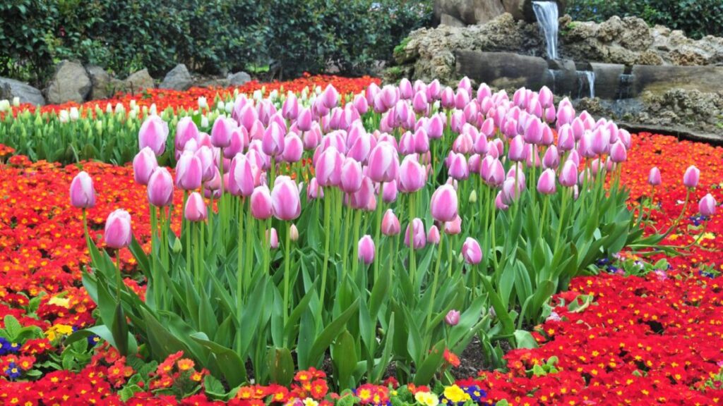 花壇でチューリップが咲いている写真