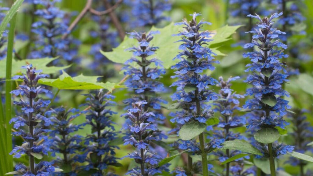 アジュガの花写真２枚目