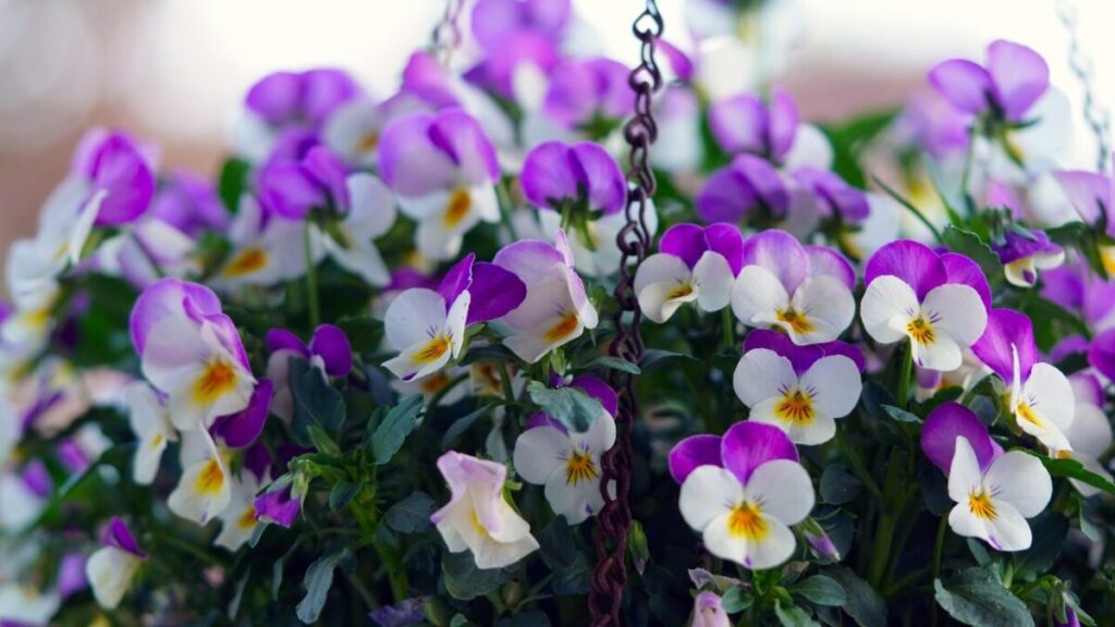 白と紫のビオラの写真