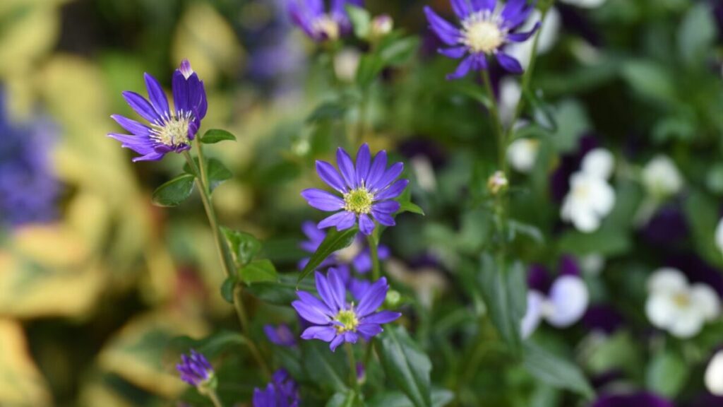ミヤコワスレの花写真２枚目