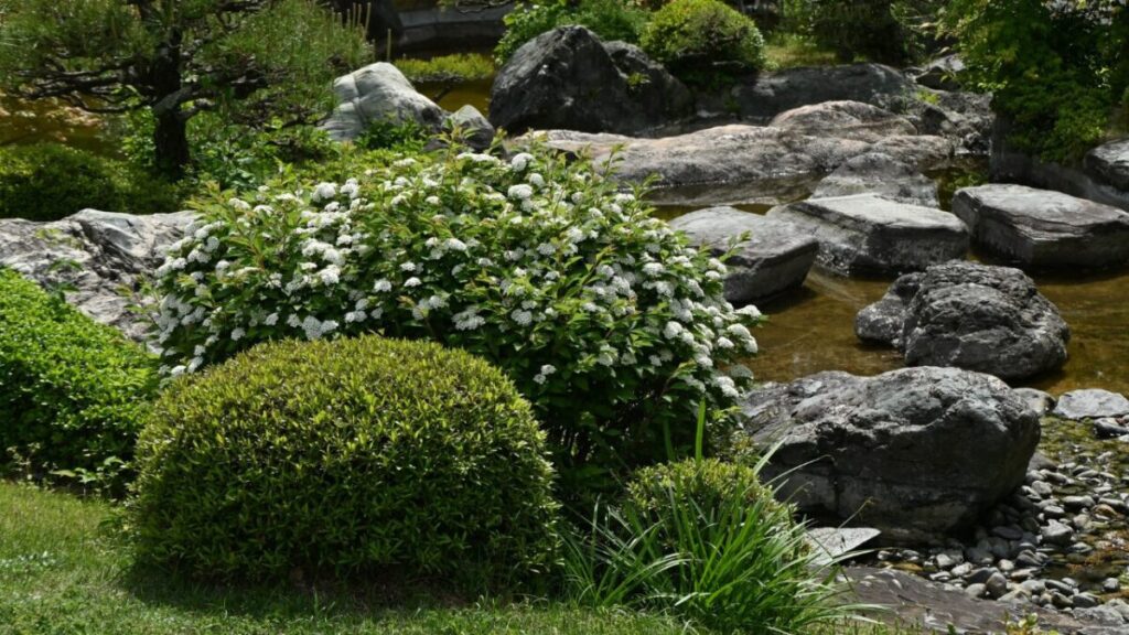 日本庭園にあるユキヤナギの花の写真