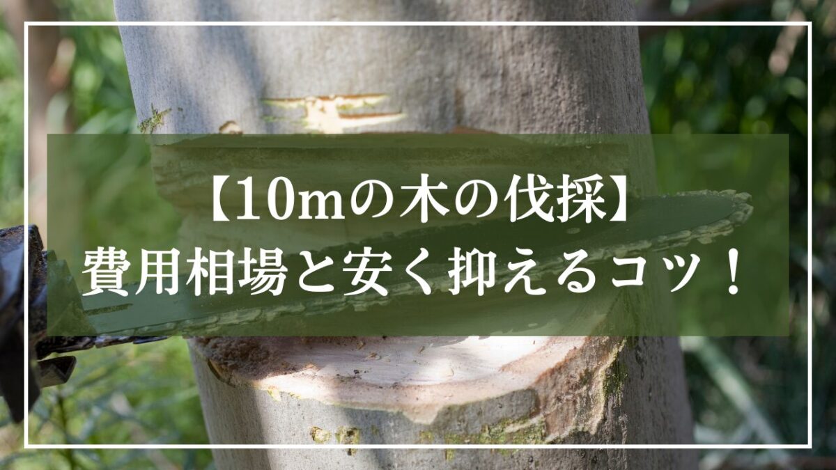 大きな木をチェンソーで切っている写真をつかって「10ｍの木の伐採・費用相場と安く抑えるコツ」とタイトル入りの見出し画像