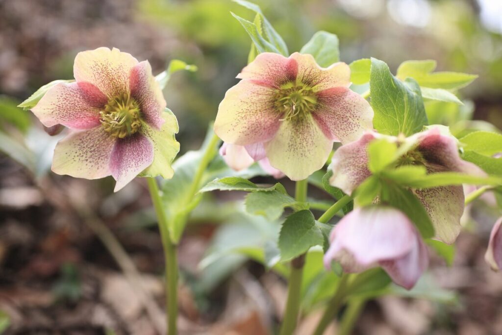 クリスマスローズの花の写真