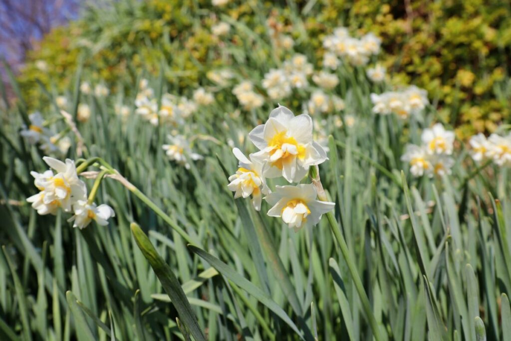 水仙の写真
