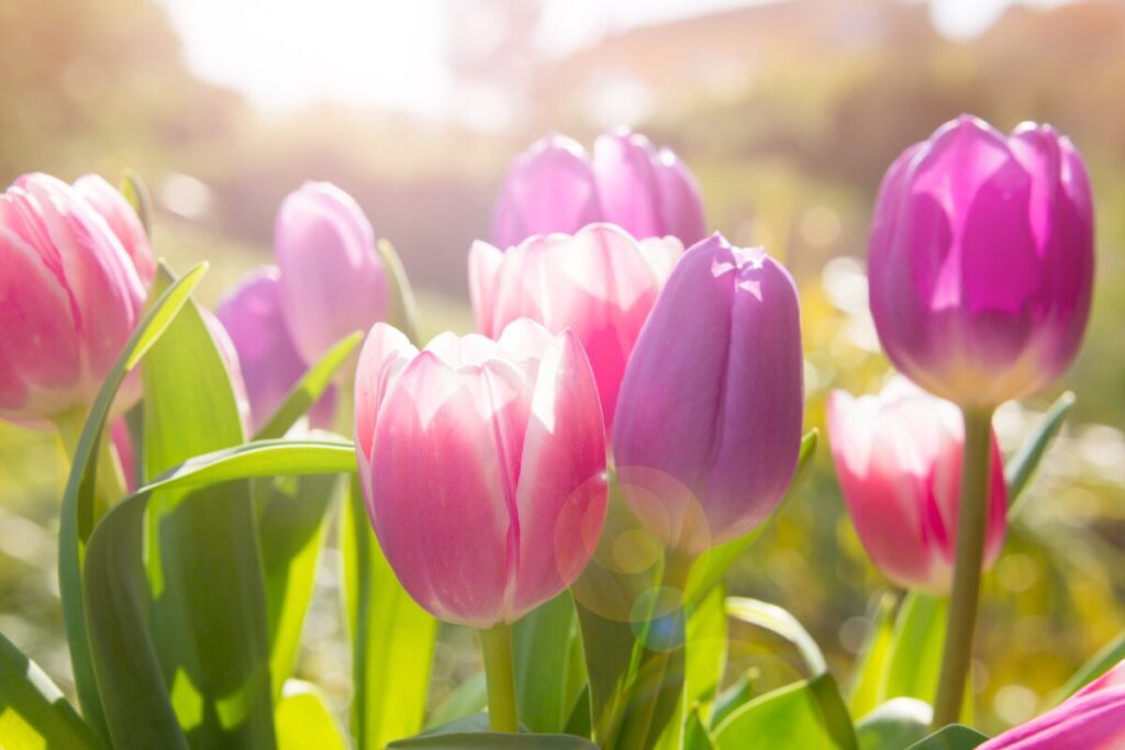 チューリップの花の写真