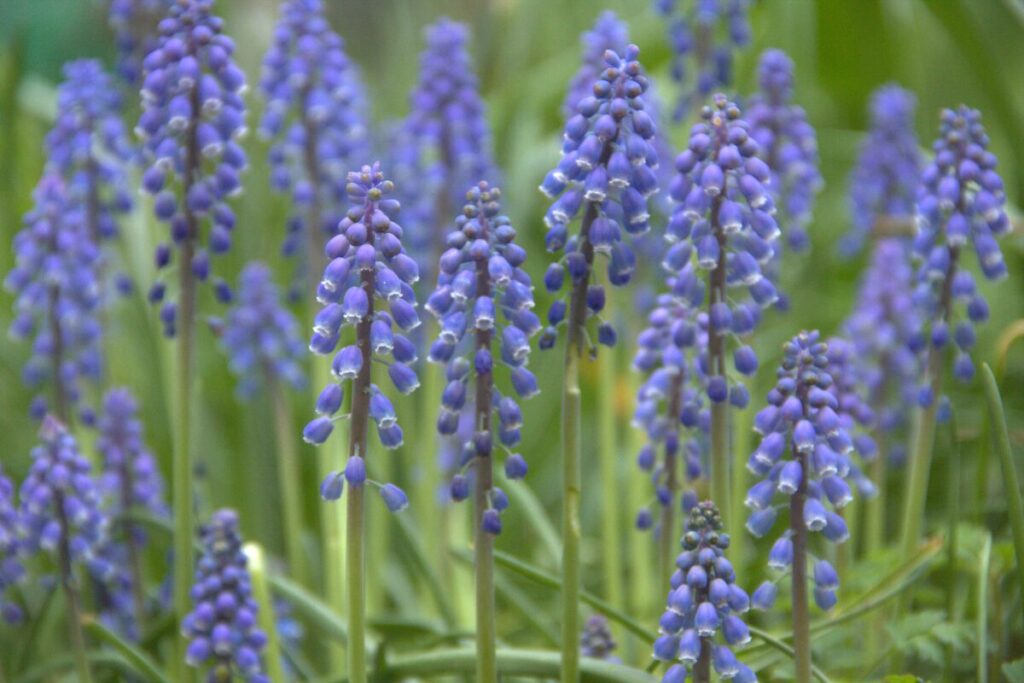 ムスカリの花写真
