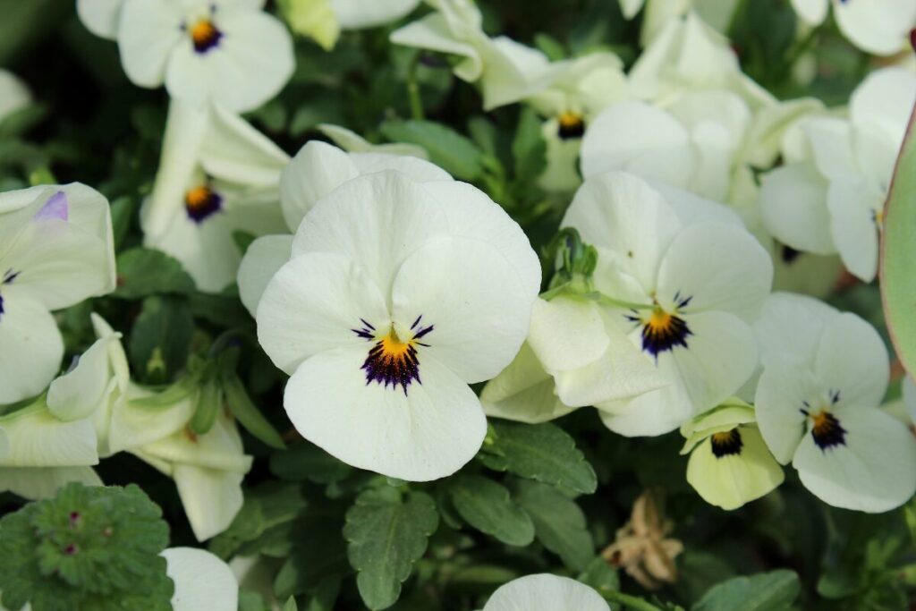 パンジーの写真