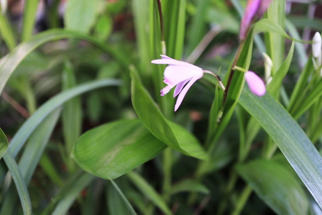 シランの花写真
