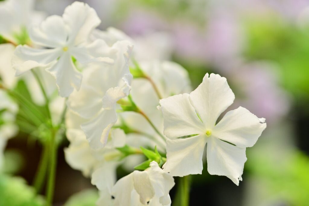 日本サクラソウの花写真