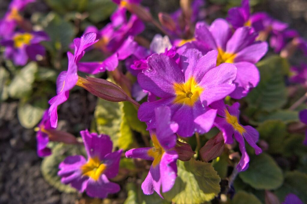 クリンソウの花写真